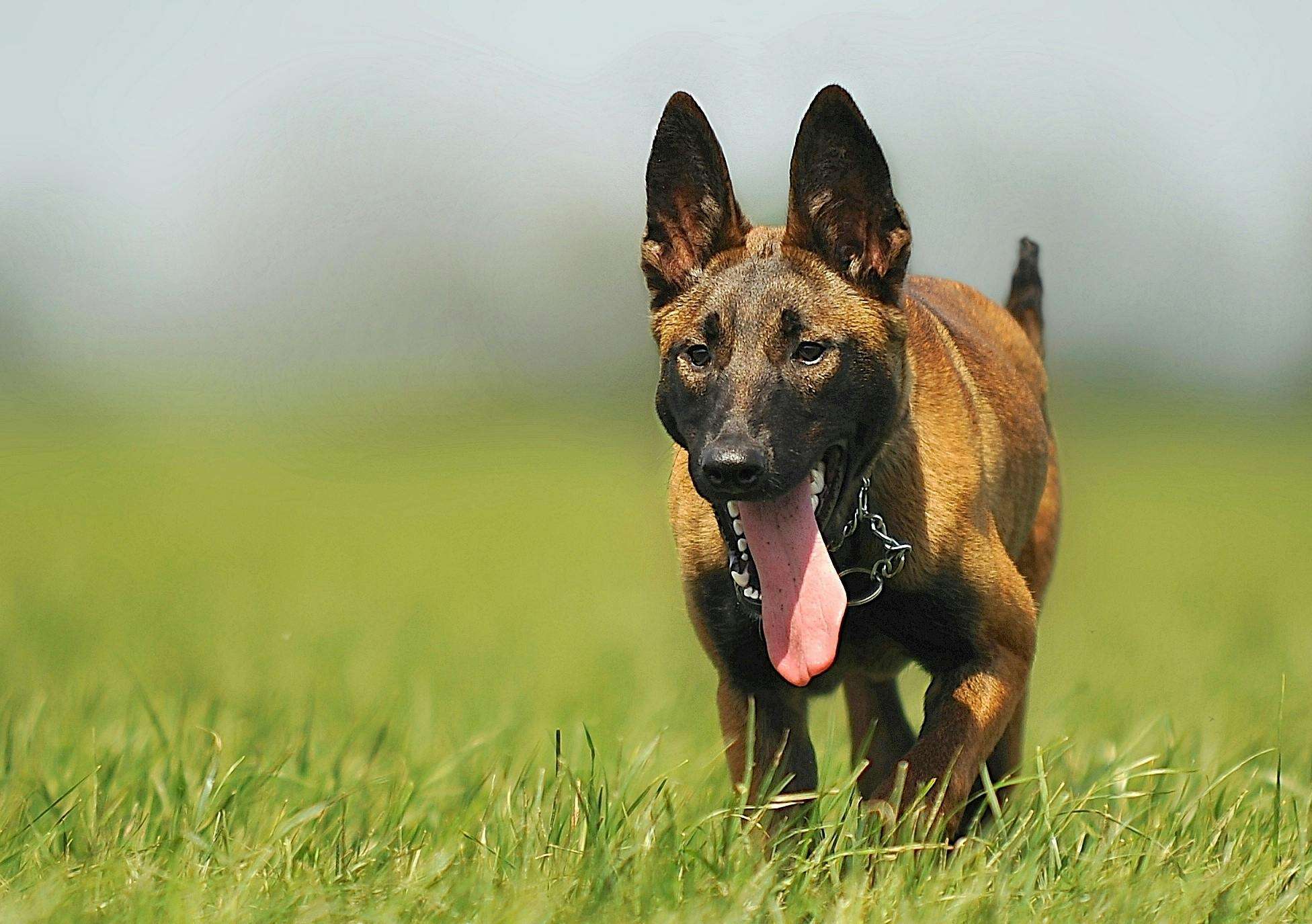 german shepherd & belgian malinois